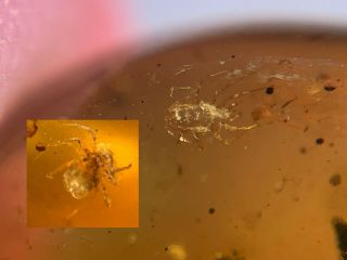 2 Unique Ancient Tick Burmite Myanmar Burmese Amber Insect Fossil Dinosaur Age