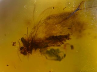 Furry Neuroptera Lacewings Burmite Myanmar Amber Insect Fossil From Dinosaur Age
