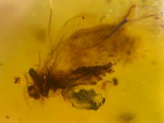 furry Neuroptera lacewings Burmite Myanmar Amber insect fossil from dinosaur age 2