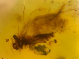 furry Neuroptera lacewings Burmite Myanmar Amber insect fossil from dinosaur age 3