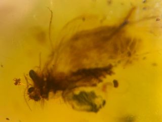 furry Neuroptera lacewings Burmite Myanmar Amber insect fossil from dinosaur age 4