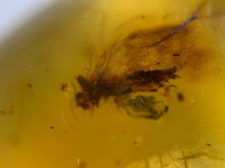 furry Neuroptera lacewings Burmite Myanmar Amber insect fossil from dinosaur age 5