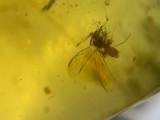 Unique Coniopterygidae Lacewing Burmite Myanmar Amber Insect Fossil Dinosaur Age