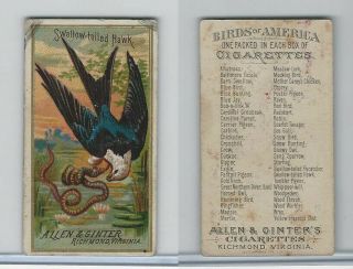 N4 Allen & Ginter,  Birds Of America,  1888,  Swallow Tail Hawk