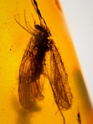 C205 - Trichoptera,  Other In Fossil Burmite Insect Amber Cretaceous Dinosaur Period