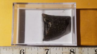 1 Fossil Mosasaur Partial Tooth From Cretaceous Of Texas (north Sulpher River)