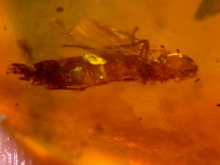 Unique Cicada&wasp&tick Burmite Myanmar Burmese Amber Insect Fossil Dinosaur Age