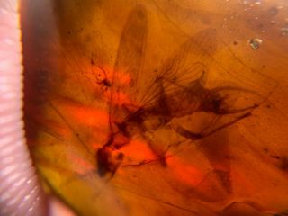 Big Uncommon Flying Roach Burmite Myanmar Burma Amber Insect Fossil Dinosaur Age