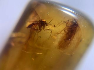 2 Unique Flies&moth Burmite Myanmar Burmese Amber Insect Fossil Dinosaur Age