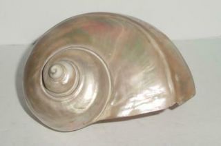 Large Vintage Iridescent Turbo Shell - Mother Of Pearl Natural Shell