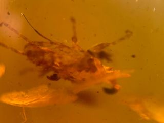2.  31g Unknown Big Bug&fly Burmite Myanmar Burma Amber Insect Fossil Dinosaur Age