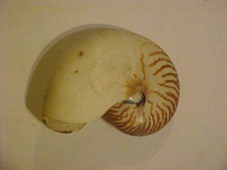 Tiger Striped Chambered Nautilus Shell 5 X 7 Inches