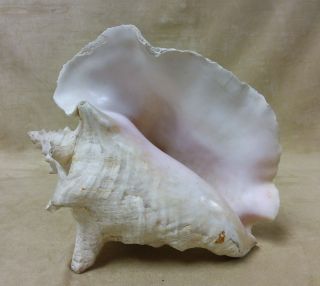Large Conch Sea Shell 9” Long By 7.  5 " Tall Pink Inside