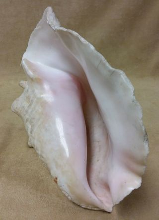 Large Conch Sea Shell 9” Long By 7.  5 