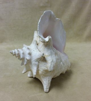 Large Conch Sea Shell 9” Long By 7.  5 