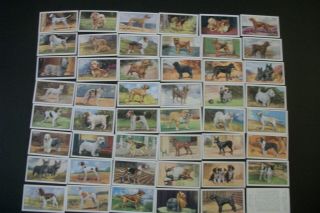 Cigarette Tobacco Cards Complete Set Of 48 Gallaher Dogs 1st Series 1936