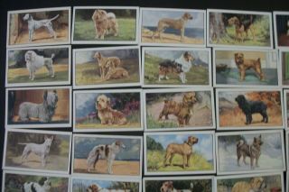 Cigarette Tobacco cards complete set of 48 Gallaher dogs 1st series 1936 2