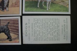 Cigarette Tobacco cards complete set of 48 Gallaher dogs 1st series 1936 3