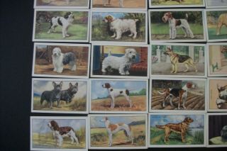 Cigarette Tobacco cards complete set of 48 Gallaher dogs 1st series 1936 4
