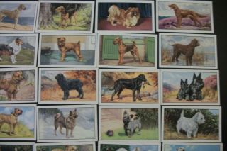 Cigarette Tobacco cards complete set of 48 Gallaher dogs 1st series 1936 5