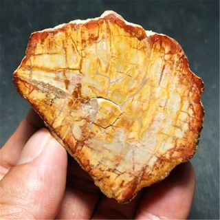 74.  9g Natural Petrified Wood Fossil Crystal Polished Slice Madagascar 19052802