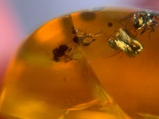 5 Unique Diptera Flies Burmite Myanmar Burmese Amber Insect Fossil Dinosaur Age