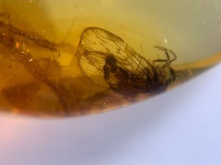 Neuroptera Berothidae Lacewings Burmite Myanmar Amber Insect Fossil Dinosaur Age