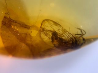 Neuroptera Berothidae lacewings Burmite Myanmar Amber insect fossil dinosaur age 2