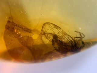 Neuroptera Berothidae lacewings Burmite Myanmar Amber insect fossil dinosaur age 3