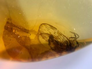 Neuroptera Berothidae lacewings Burmite Myanmar Amber insect fossil dinosaur age 4