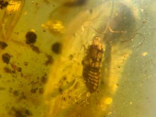 Unique Roach&fly Burmite Myanmar Burmese Burma Amber Insect Fossil Dinosaur Age
