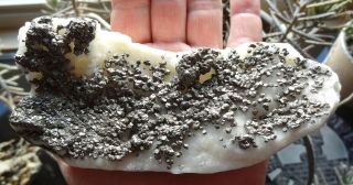 Pyrite,  On Quartz Or Calcite (?),  Hunan China