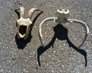 Real Goat Skull Horns And Antlers Set Man Cave Rustic Decoration Farm Find