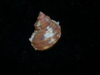 Turbo Nivosus 31 Mm W/o Uncommon Species Especially Live Shell