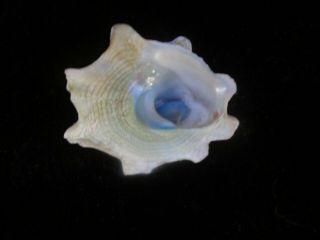 Astraea Stellare 39 Mm W/o Gorgeous Blue Operculum Pretty Shape Shell