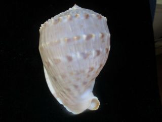 Cassis Tesselata Really Pretty Mid Sized Specimen 131 Mm Color And Shape