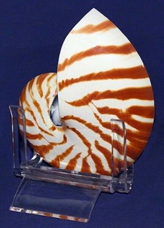 Natural Polished Tiger Nautilus Half Seashell 4 " - 5 " With Stand