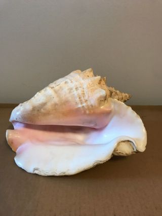 Large Pink Angel Skin Queen Conch Sea Shell 10 " Long X 6 " Tall
