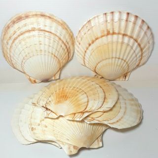 Jacob Scallop Sea Shells Natural Food Entree Dish Plate Real Seashell Bulk