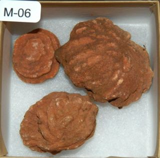 M - 06 Rare Large Size Oklahoma Barite Rose Rocks Boxed Set W/poem & Info.  Card