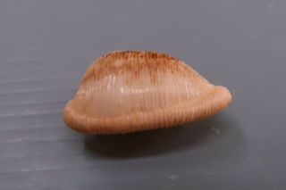 Cypraea - Cypraeovula capensis capensis - 28.  8 mm GEM - Z8942 2