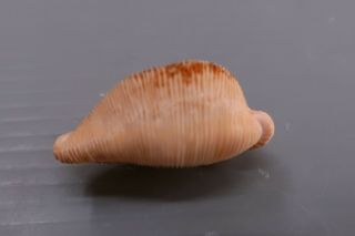 Cypraea - Cypraeovula capensis capensis - 28.  8 mm GEM - Z8942 3
