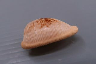Cypraea - Cypraeovula capensis capensis - 28.  4 mm GEM - Z8944 2