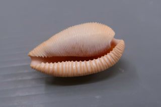Cypraea - Cypraeovula capensis capensis - 28.  4 mm GEM - Z8944 4