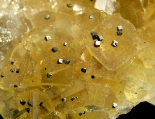 Spectacular Yellow Fluorite Crystals With Pyrite Cubes.  Asturias.  Spain.  Nºz1