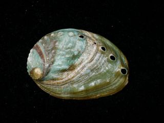 Formosa/seashell/haliotis Discus Hannai 62.  1mm (eb7366)