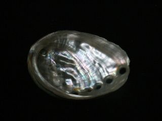 Formosa/SEASHELL/Haliotis discus hannai 62.  1mm (eb7366) 2