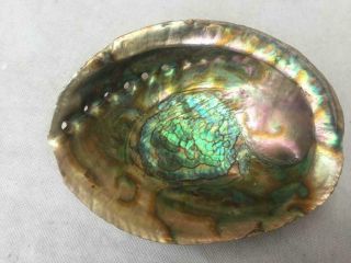Large Natural Paua Abalone Sea Shell 16cm Rough Shell Iridescent Mother Of Pearl