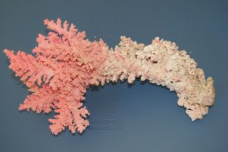 Pink Natural Dried Coral For Decoration Or Aquarium