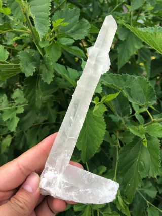170g Rare Natural Clear Quartz Crystal Cluster Specimen A30 5